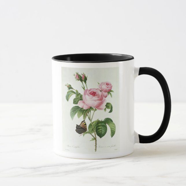 Rosa Centifolia Tasse (Rechts)