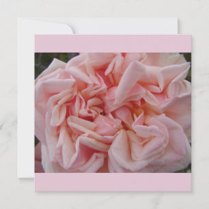 Rosa Centifolia Vintage Blumen Florale Flachkarte