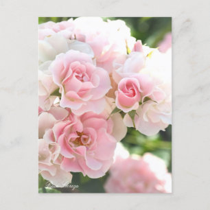 Rosa Cerezo:Postcard_ver.2.0 Postkarte