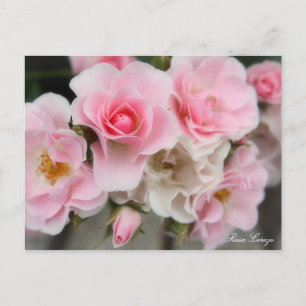 Rosa Cerezo Postkarte