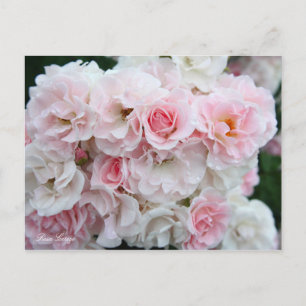 Rosa Cerezo [Postkarte] Postkarte