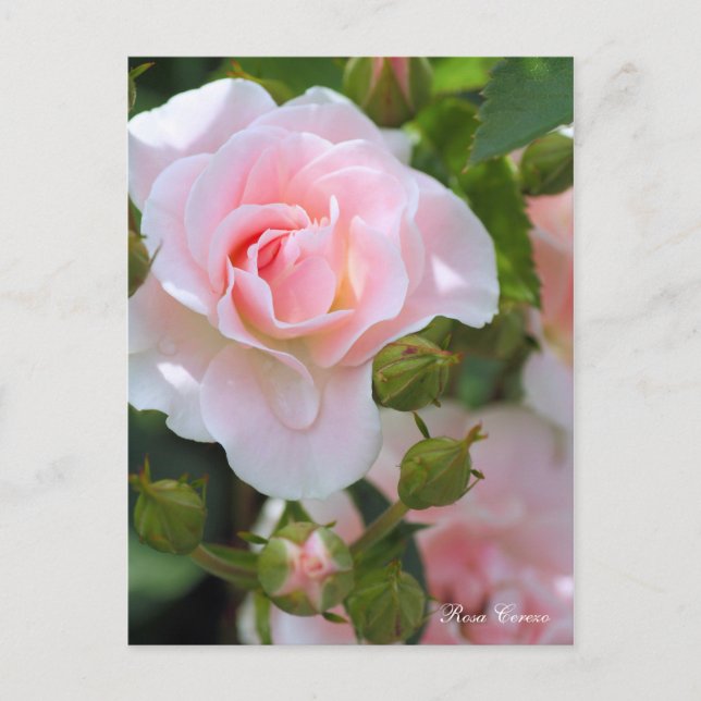 Rosa Cerezo [Postkarte] Postkarte (Vorderseite)