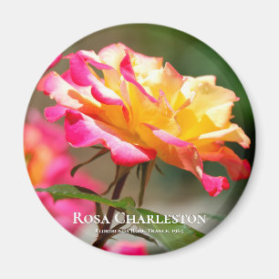 Rosa Charleston Magnet