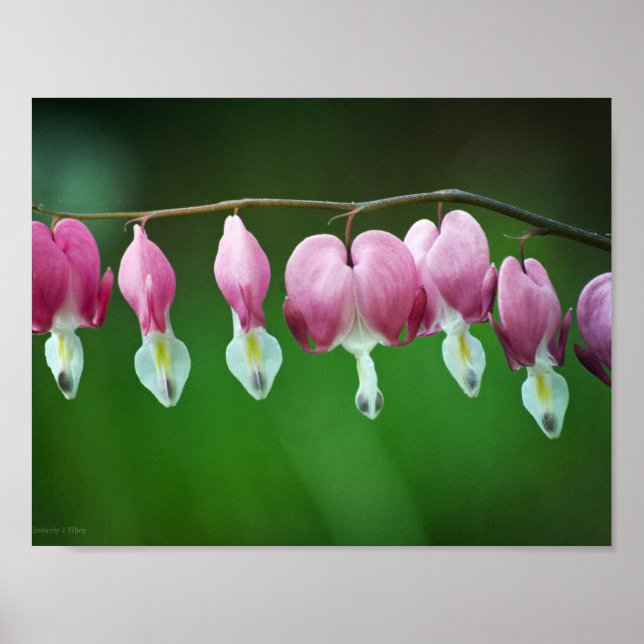 Rosa Charms Druck Poster (Vorne)