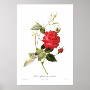 Rosa chinensis cruenta poster