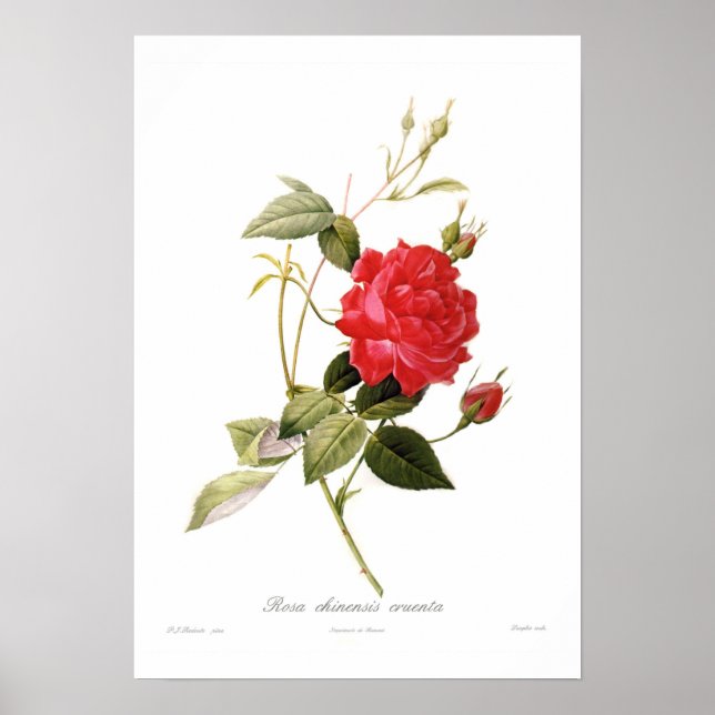 Rosa chinensis cruenta poster (Vorne)