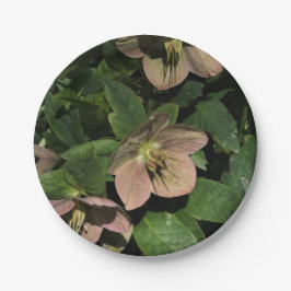 Rosa Christrose Pappteller