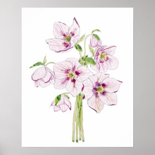 rosa Christrosen-Blüten-Aquarell Poster