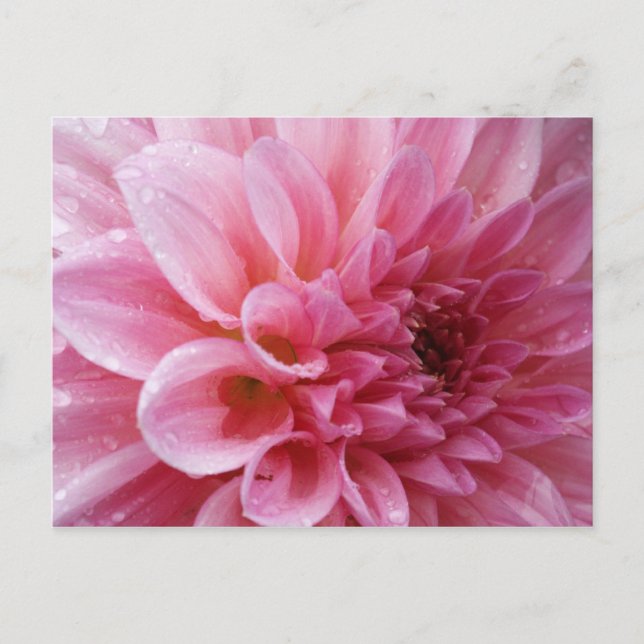 Rosa Chrysantheme-Postkarte Postkarte (Vorderseite)