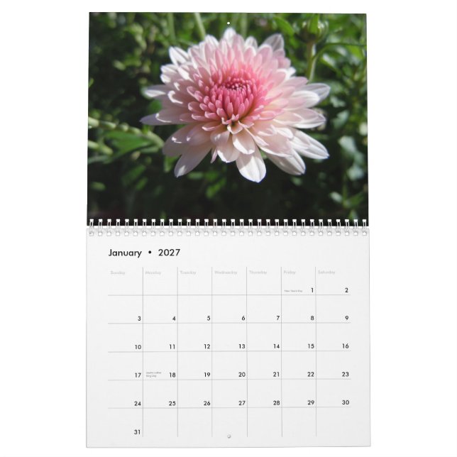 Rosa Chrysanthemen, ein Kalender 2012 (Jan 2027)