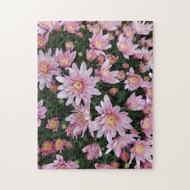 Rosa Chrysanthemen Puzzle (Vertikal)