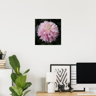 Rosa Chrysanthemenblüte Florale Fotografie Poster