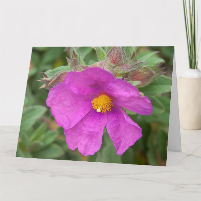 Rosa Cistus Rock Rose Blume Karte (Vorderseite)