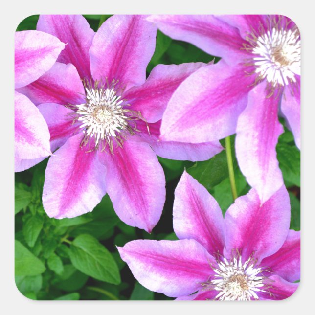 Rosa Clematis und Oregano Quadratischer Aufkleber (Vorderseite)