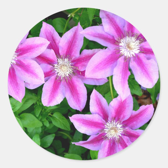 Rosa Clematis und Oregano Runder Aufkleber (Vorderseite)