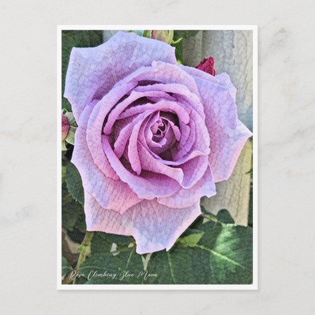 Rosa Climbing Blue Moon Postkarte (Vorderseite)