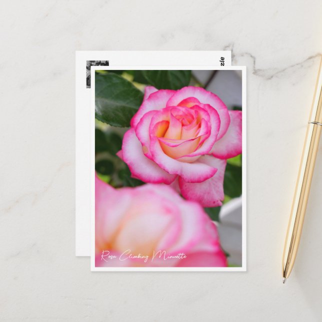 Rosa Climbing Minuette Postkarte (Vorderseite/Rückseite Beispiel)
