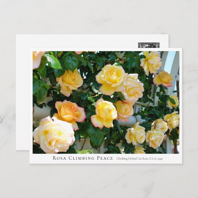 Rosa Climbing Peace Postkarte (Vorne/Hinten)