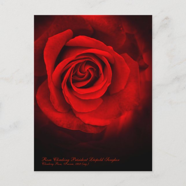 Rosa Climbing Präsident Léopold Senghor Postkarte (Vorderseite)