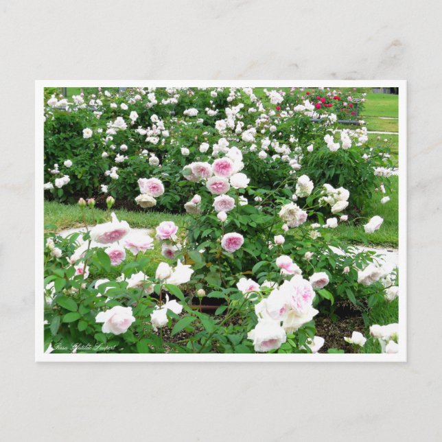 Rosa Clotilde Soupert: Postkarte (Vorderseite)