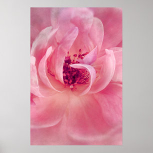 Rosa Cloud Garden Rose Bokeh Hintergrund Vorlage Poster