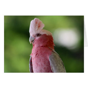 Rosa Cockatoo