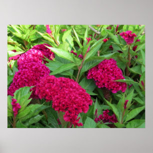 Rosa Cockscomb Celosia Blume Poster