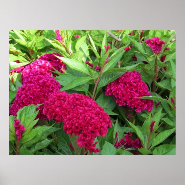 Rosa Cockscomb Celosia Blume Poster (Vorne)