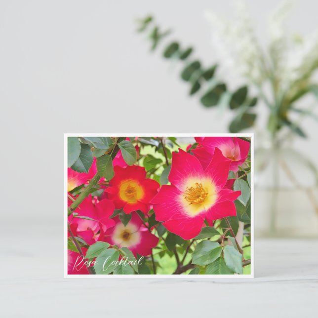 Rosa Cocktail Postkarte (Stehend Vorderseite)
