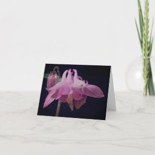 Rosa Columbine-Blumen-Fotografie