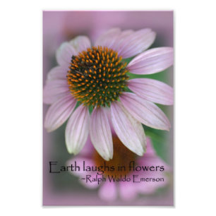 Rosa coneflower Makrophotographiedruck-Naturkunst Fotodruck
