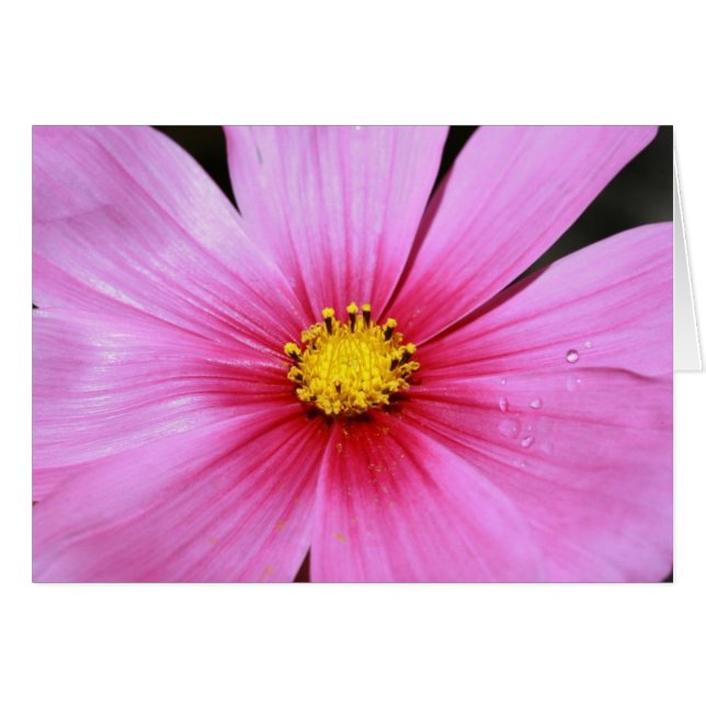 Rosa Cosmo-Blankokarte (Vorderseite (Horizontal))