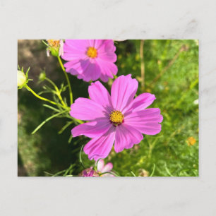 Rosa Cosmo-Blumen-Postkarte Postkarte