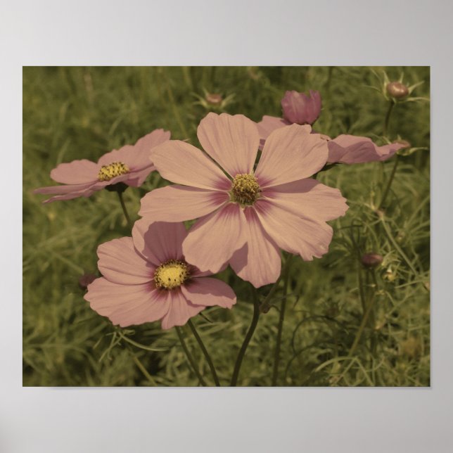 Rosa Cosmos-Blumen gealterte Teilfarbe Poster (Vorne)
