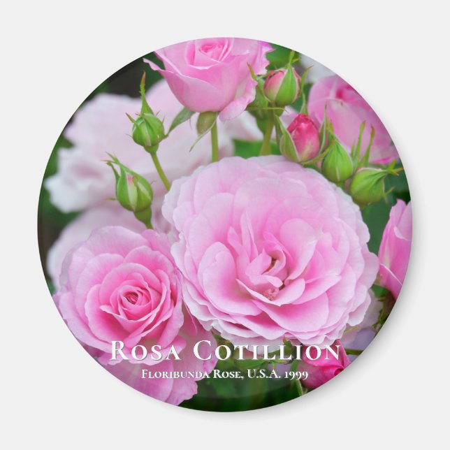 Rosa Cotillion Magnet (Vorne)