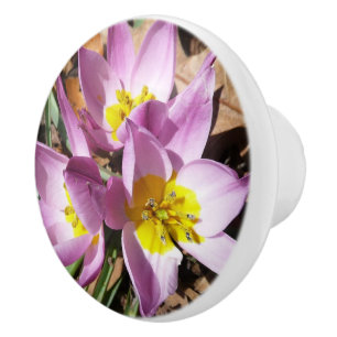 Rosa Crocses Frühlingsblume Keramikknauf