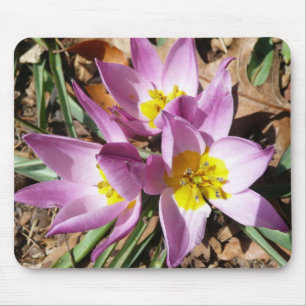 Rosa Crocses Frühlingsblume Mousepad