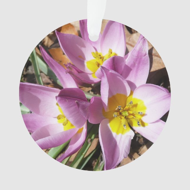Rosa Crocses Frühlingsblume Ornament (Vorderseite)