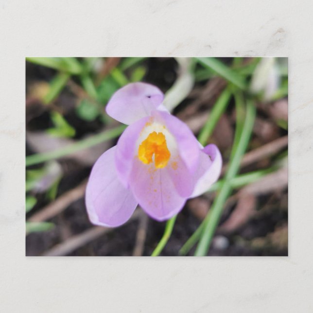 Rosa Crocus Postkarte (Vorderseite)