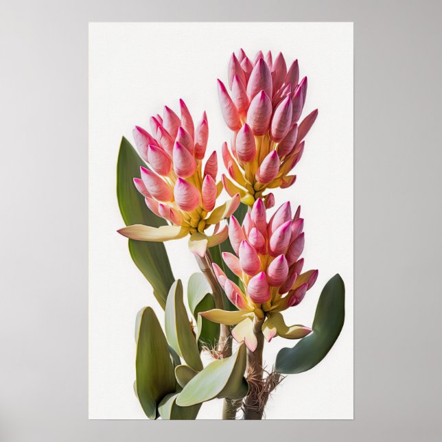 Rosa Curcuma Blume Art Print Poster (Vorne)