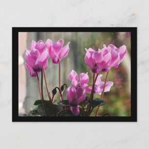 Rosa Cyclamen-Blume Postkarte