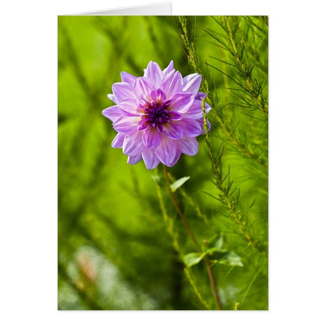 Rosa Dahlia, Aquarell-Effekt (Vorne)