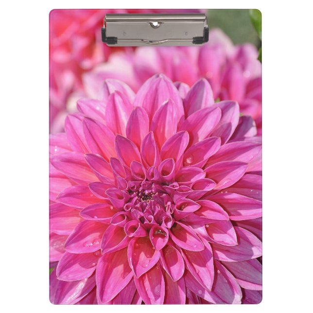 Rosa Dahlia-Blume Klemmbrett (Vorderseite)