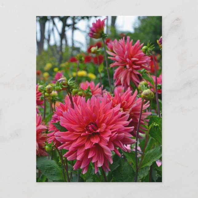 Rosa Dahlia Blumengarten Postkarte (Vorderseite)