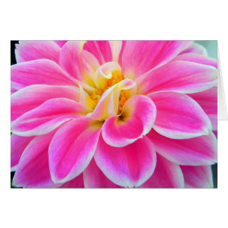 Rosa Dahlia-Karte