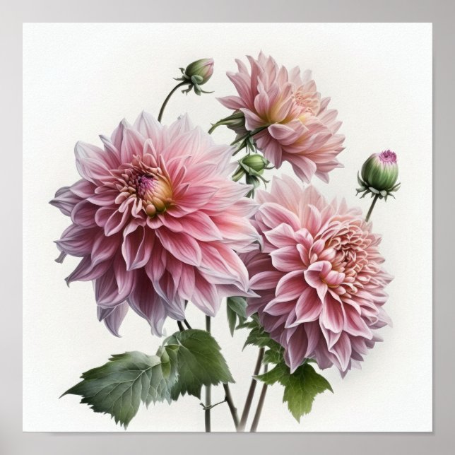 Rosa Dahlias Blume Art Print Poster (Vorne)
