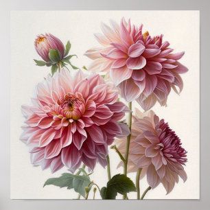 Rosa Dahlias Blume Art Print Poster