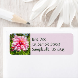 Rosa Dahlias (Otto's Thrill)