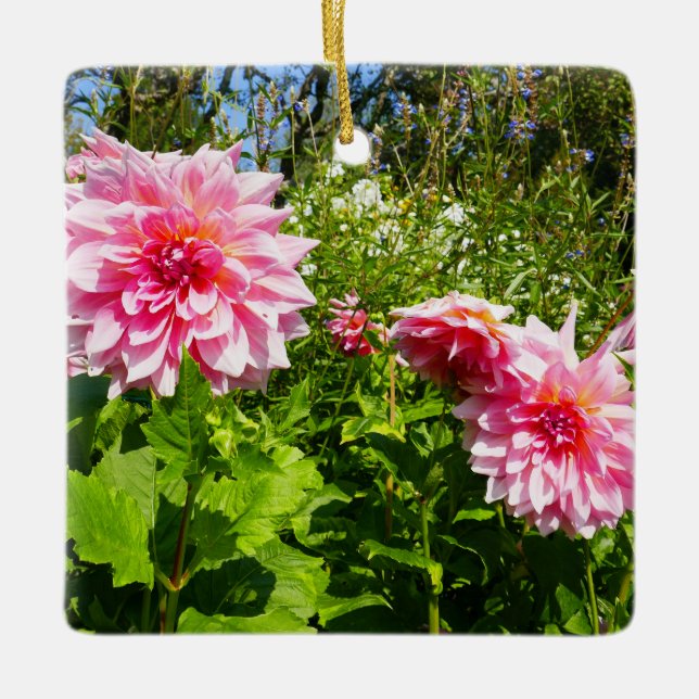 Rosa Dahlias (Otto's Thrill) Keramikornament (Vorderseite)