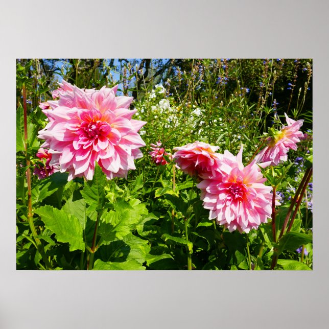 Rosa Dahlias (Otto's Thrill) Poster (Vorne)